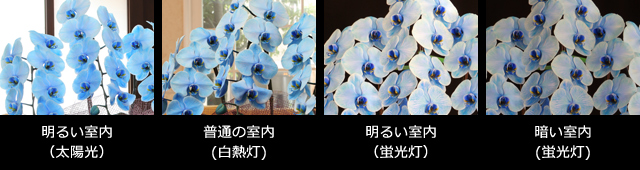 青い胡蝶蘭~色合いについて~照明・置き場所による違い