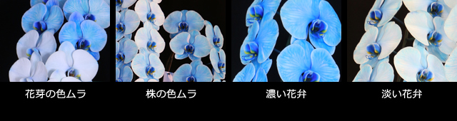 青い胡蝶蘭~色合いについて~色ムラ