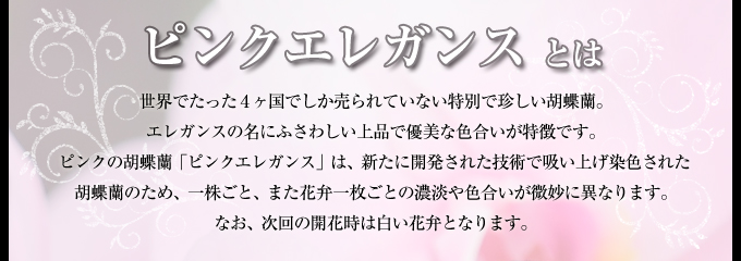 世界でたった4ヶ国でしか売られていない特別で珍しい胡蝶蘭