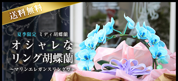 リング型青緑のミディ胡蝶蘭(マリンエレガンス)2本立