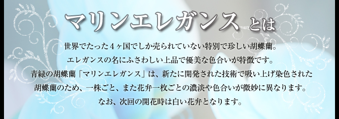 世界でたった4ヶ国でしか売られていない特別で珍しい胡蝶蘭。エレガンスの名にふさわしい上品で優美な色合いが特徴です。青緑の胡蝶蘭「マリンエレガンス」は、新たに開発された技術で吸い上げ染色された胡蝶蘭のため、一株ごと、また花弁一枚ごとの濃淡や色合いが微妙に異なります。なお、次回の開花時は白い花弁となります。