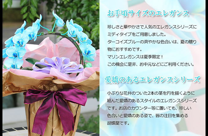 珍しさと華やかさで人気のエレガンスシリーズにミディタイプをご用意しました。マリンの上品な色合いは、蘭の好きなあの人の誕生日に、ちょっと珍しいサプライズプレゼントはいかがですか?小ぶりな花弁のついた2本の茎を円を描くように組んだ愛嬌のあるスタイルのエレガンスシリーズです。お店のカウンター等に置いても、珍しい色合いと愛嬌のある姿で、皆の注目を集める胡蝶蘭です。