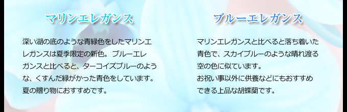 マリンエレガンスとブルーエレガンスの比較