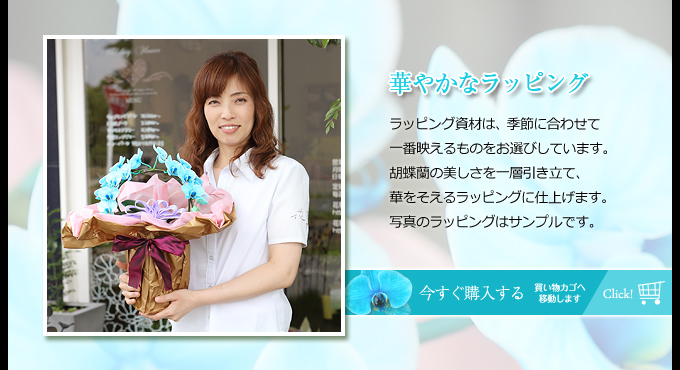 ラッピング資材は、季節に合わせて一番映えるものをお選びしています。胡蝶蘭の美しさを一層引き立て、華をそえるラッピングに仕上げます。写真のラッピングはサンプルです。
