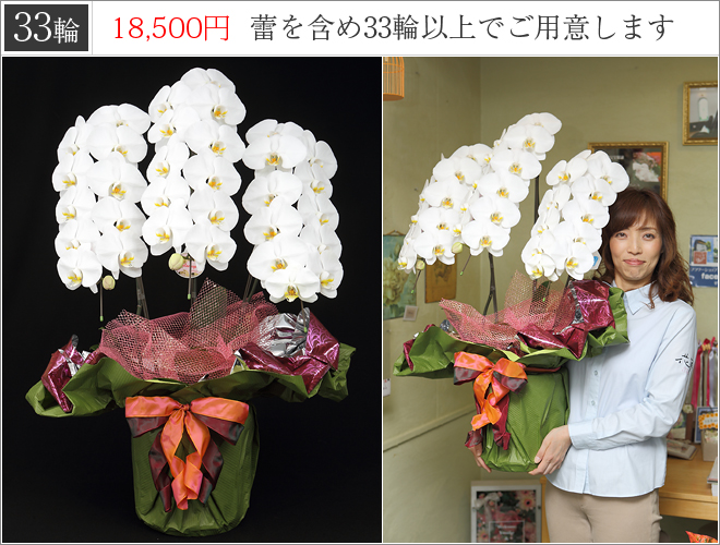 33輪の胡蝶蘭