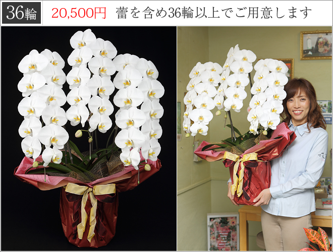 36輪の胡蝶蘭