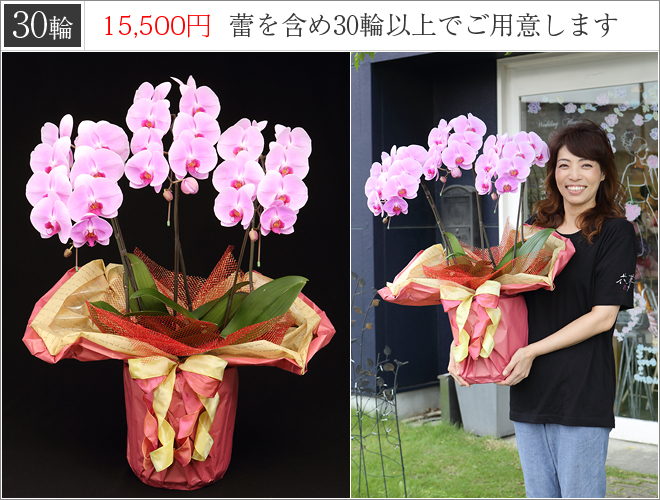 30輪の胡蝶蘭