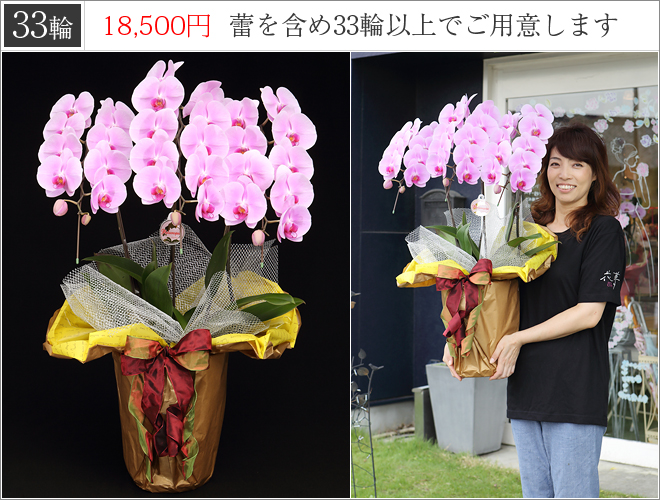 33輪の胡蝶蘭