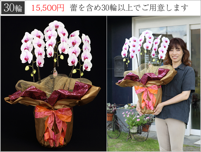 30輪の胡蝶蘭