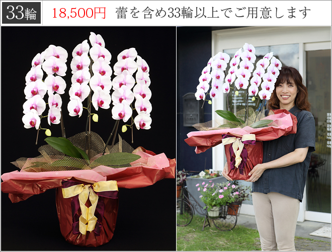 33輪の胡蝶蘭