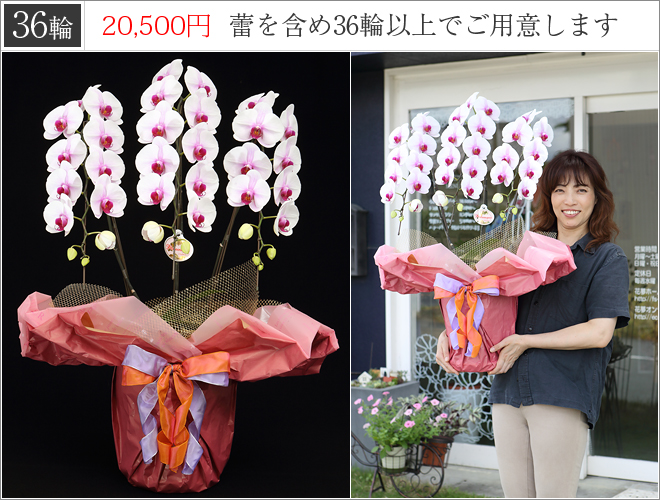 36輪の胡蝶蘭