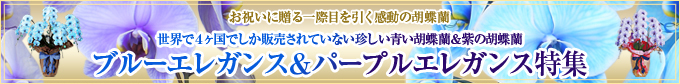 マリンエレガンスなど珍しい胡蝶蘭特集ページ