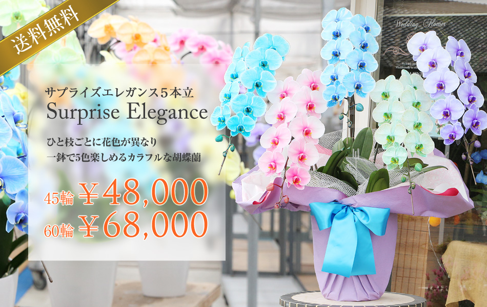 5色の胡蝶蘭5本立