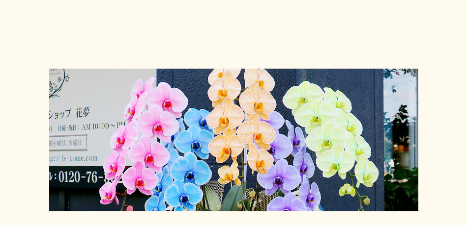 5色の胡蝶蘭5本立ポイント3