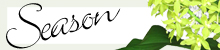季節限定の胡蝶蘭の特集ページはこちら
