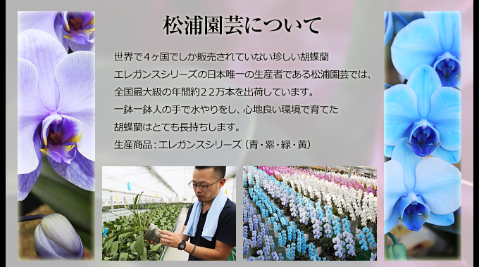 世界で４ヶ国でしか販売されていない珍しい胡蝶蘭エレガンスシリーズの日本唯一の生産者である松浦園芸では、全国最大級の年間約２２万本を出荷しています。一鉢一鉢人の手で水やりをし、心地良い環境で育てた胡蝶蘭はとても長持ちします。生産商品：エレガンスシリーズ（青・紫・緑・黄）