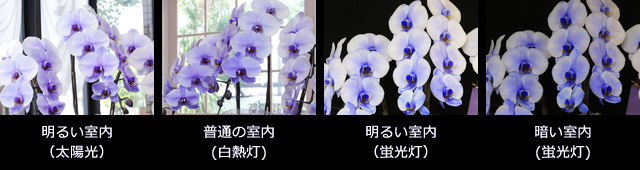 紫の胡蝶蘭~色合いについて~照明・置き場所による違い