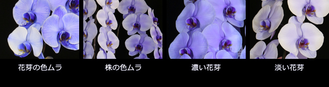 紫の胡蝶蘭~色合いについて~色ムラ
