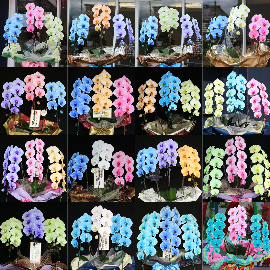 カラーバリエーション