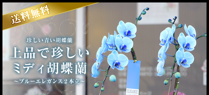 青いミディ胡蝶蘭 ブルーエレガンス 2本立ち 松浦園芸 送料無料 誕生日 記念日 お祝いなどの贈り物におすすめの珍しいフラワーギフト フラワーショップ花夢