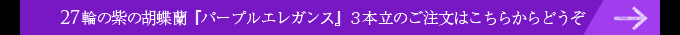 27輪の紫の胡蝶蘭パープルエレガンス３本立