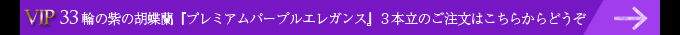 33輪の紫の胡蝶蘭プレミアムパープルエレガン３本立