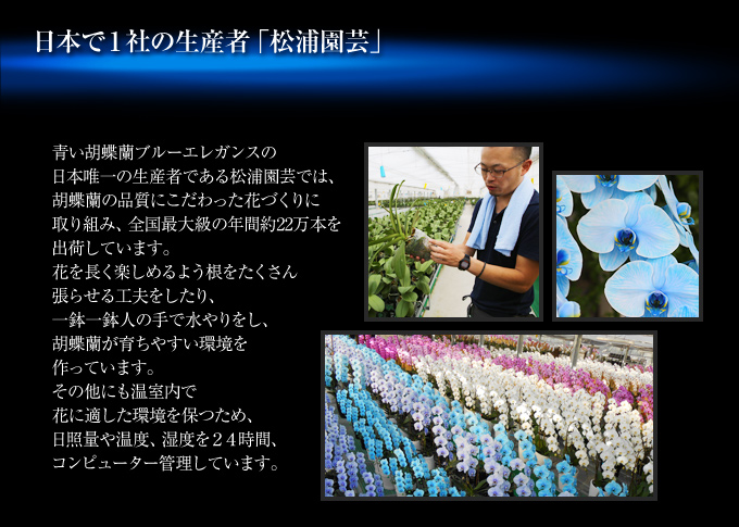 青い胡蝶蘭『プレミアムプレミアムブルーエレガンス』の日本唯一の生産者である松浦園芸