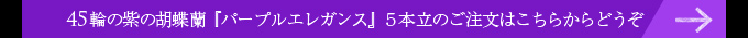 45輪の紫の胡蝶蘭パープルエレガンス５本立