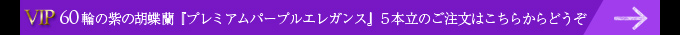 60輪の紫の胡蝶蘭プレミアムパープルエレガン５本立