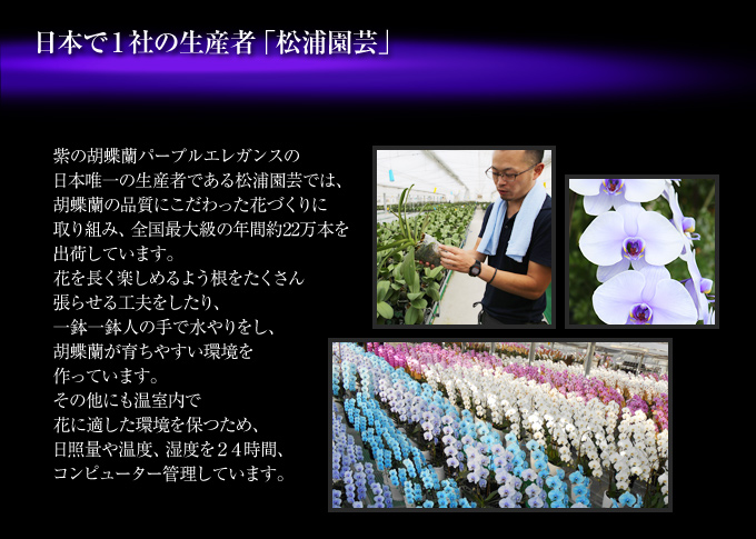 紫の胡蝶蘭『プレミアムプレミアムパープルエレガンス』の日本唯一の生産者である松浦園芸