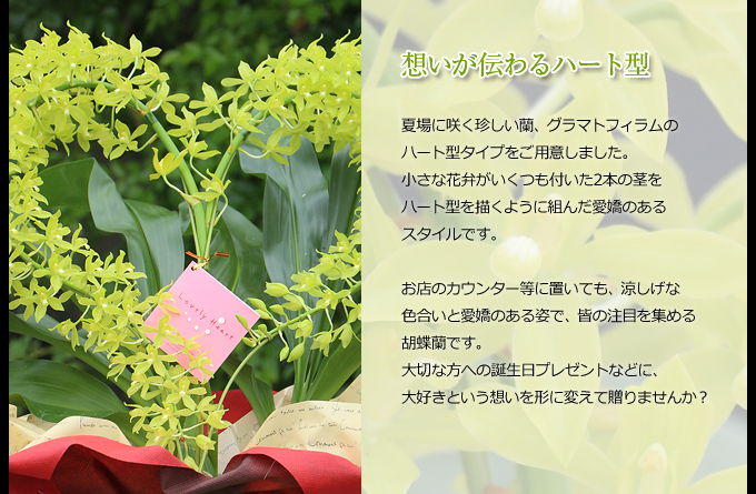 夏場に咲く珍しい蘭、グラマトフィラムのハート型タイプをご用意しました。小さな花弁がいくつも付いた2本の茎をハート型を描くように組んだ愛嬌のあるスタイルです。お店のカウンター等に置いても、涼しげな色合いと愛嬌のある姿で、皆の注目を集める胡蝶蘭です。大切な方への誕生日プレゼントなどに、大好きという想いを形に変えて贈りませんか？