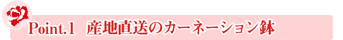 Point.1 産地直送のカーネーション鉢 Point.1 産地直送のカーネーション鉢