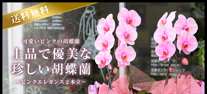 ピンクエレガンス ２本立ち 松浦園芸 送料無料 誕生日のお祝いなどにおすすめのフラワーギフト フラワーショップ花夢