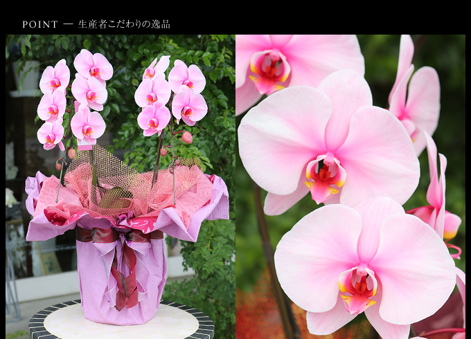 ピンクエレガンス ２本立ち 松浦園芸 送料無料 誕生日のお祝いなどにおすすめのフラワーギフト フラワーショップ花夢
