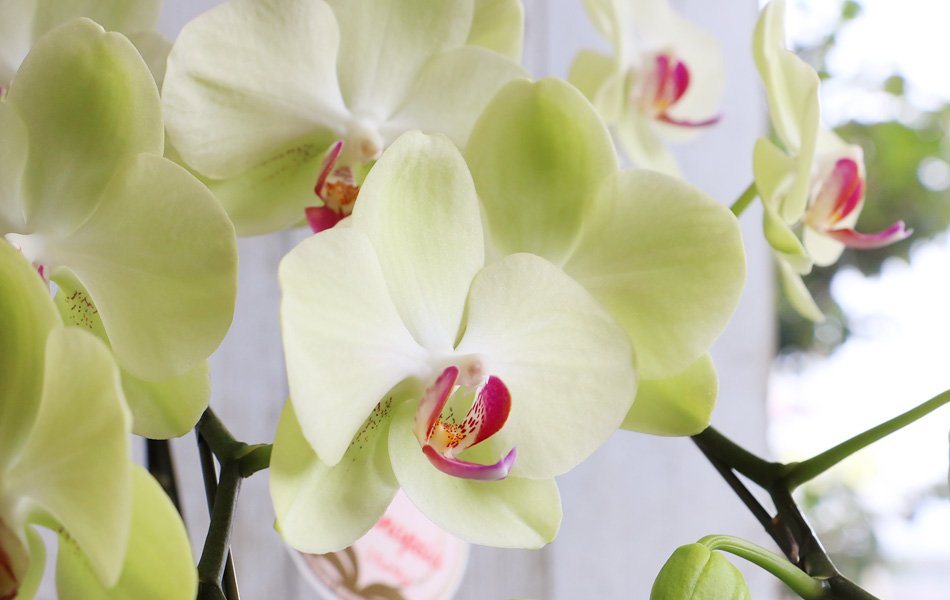 敬老の日 長寿祝い 胡蝶蘭 ミディ