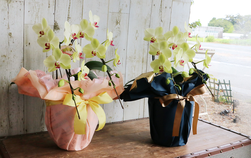 プレゼント コチョウラン 8000円