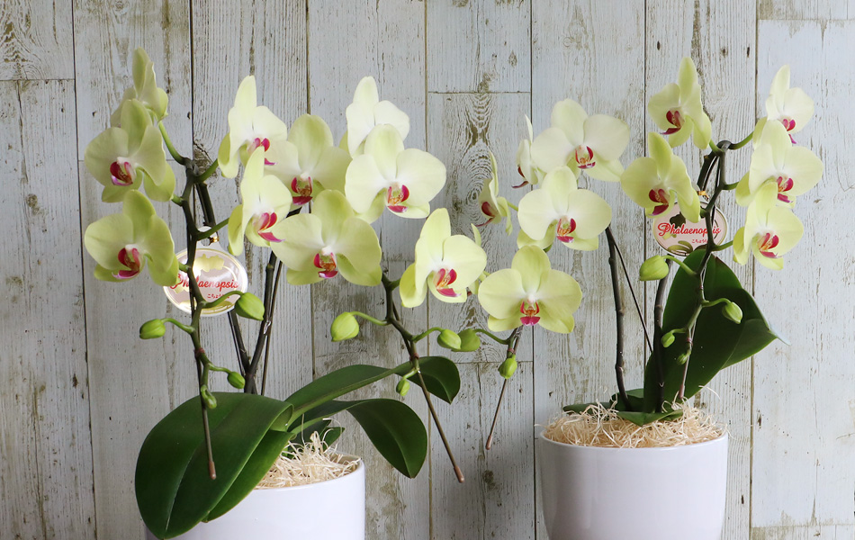 おばあちゃん 敬老の日 花