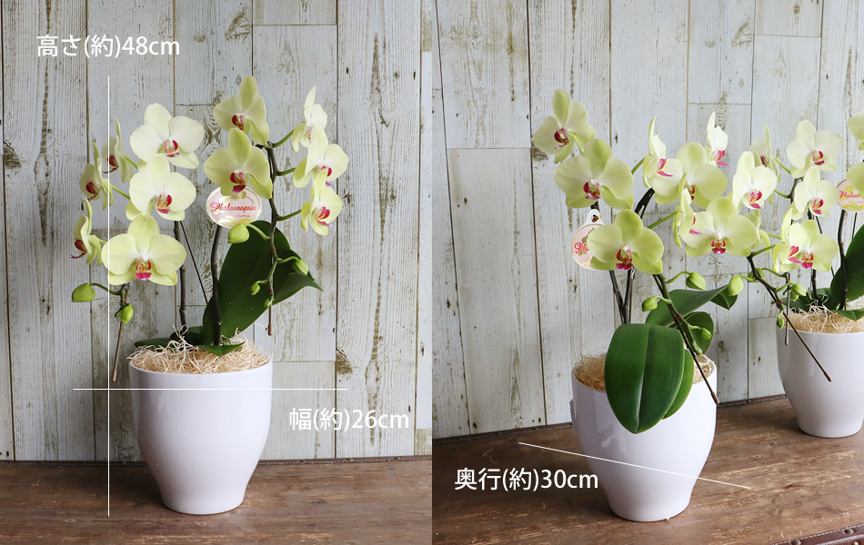 誕生日 結婚 退職 送別