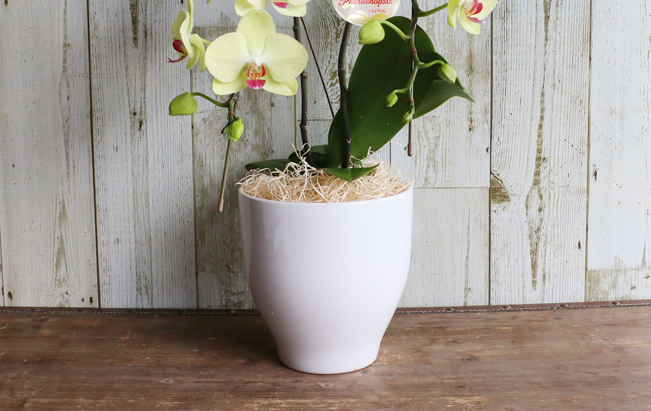 記念日 お祝 卒業 入学 入園 卒園