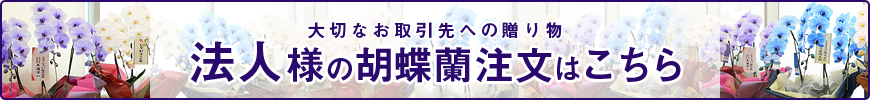 法人様の胡蝶蘭注文はこちら
