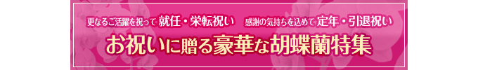 定年退職、昇進、恩師へお礼、就任のお祝いにおすすめ。胡蝶蘭特集はこちらからどうぞ。