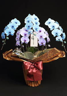 青と紫の胡蝶蘭5本立