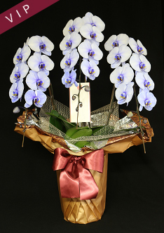 33輪紫の胡蝶蘭3本立