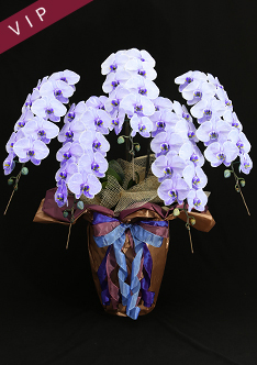 60輪紫の胡蝶蘭5本立