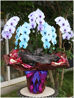 45輪青と紫の胡蝶蘭