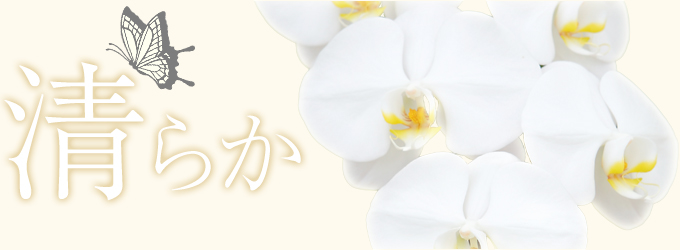 当店おすすめ胡蝶蘭～新鮮・安心・高品質をお求めでしたらフラワーショップ花夢にお任せください