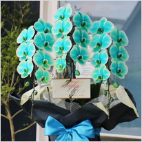 ターコイズブルー 珍しい色の花鉢