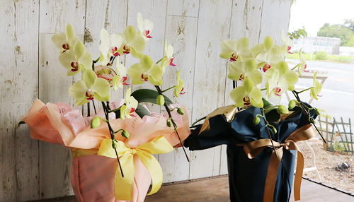 敬老の日　胡蝶蘭　ミディ　義母