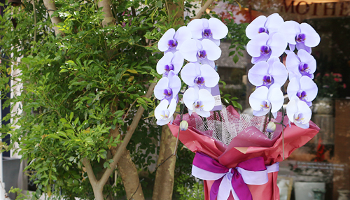 紫の胡蝶蘭パープルエレガンス２本立