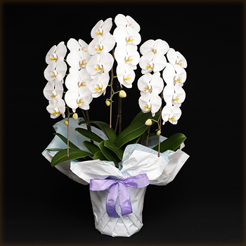 白い胡蝶蘭3本立